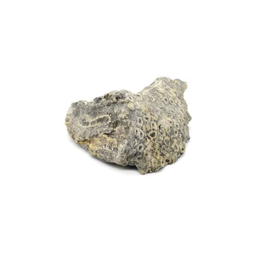 Natural Gemstone Jewelry created with Fossil Coral | Emerald Sun Creations